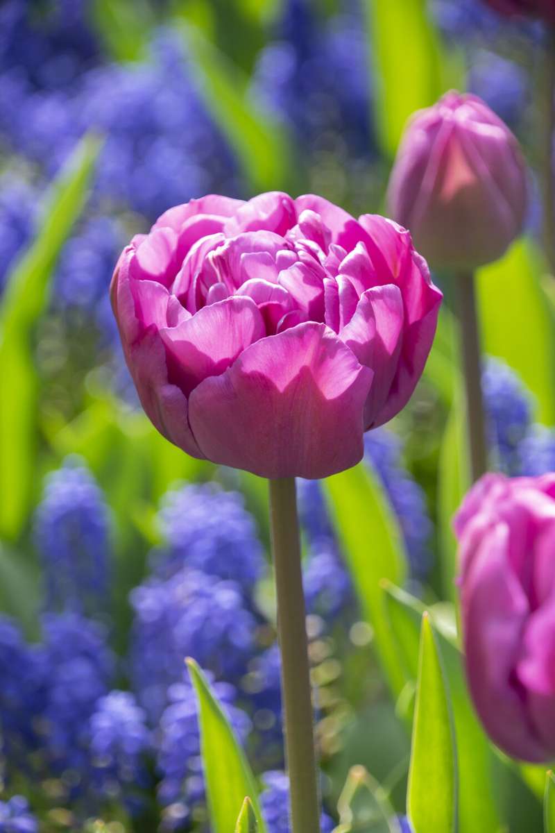 Tulipan 'Backpacker'